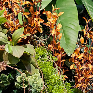 Jardim Preservado